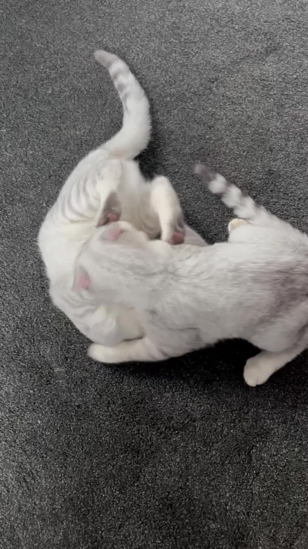 British Shorthair cats for sale: 2 boy BSH kittens left! (£500 for both) - Video 1