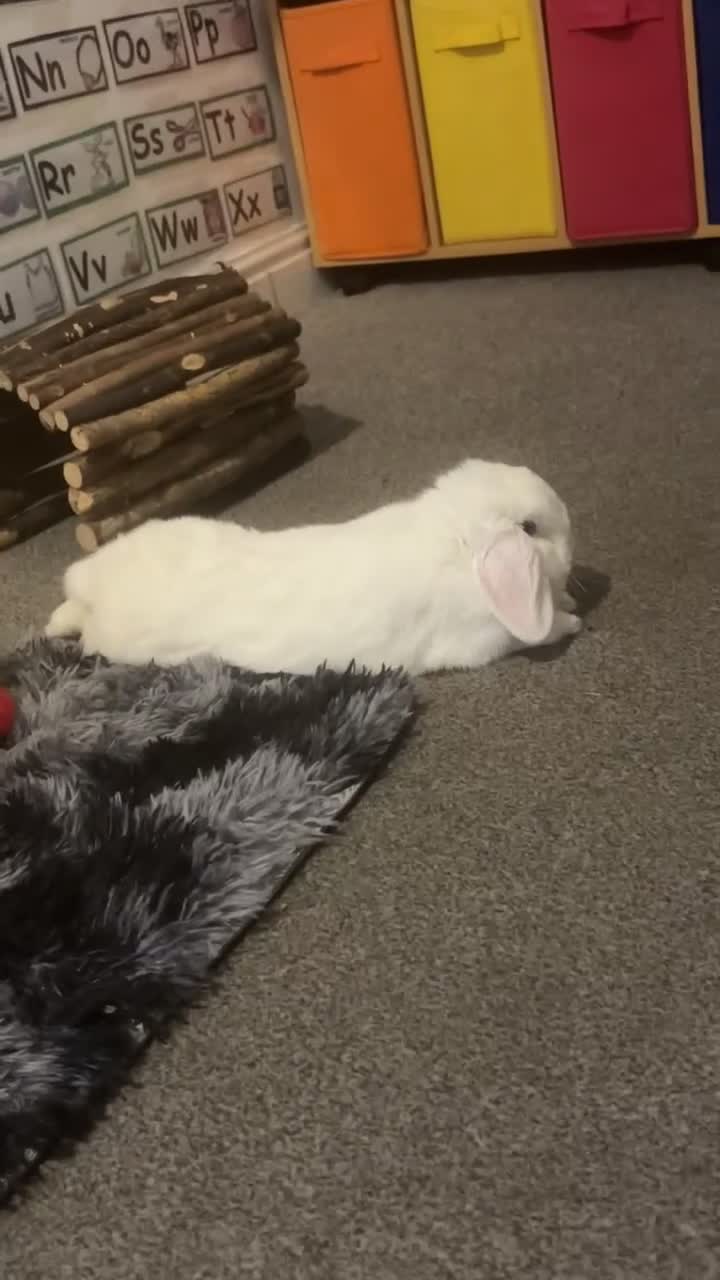 Dwarf Lop rabbits for sale: White rabbit with blue eyes  - Video 1