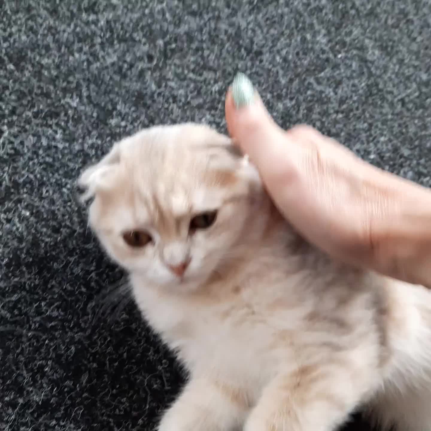 Scottish Fold cats for sale: TICA Reg: Scottish Fold Neutered Girl Kittens - Video 4