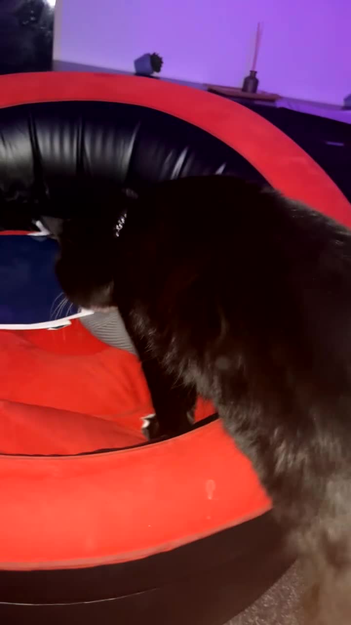 British Shorthair cats for sale: Ikraam - Video 1