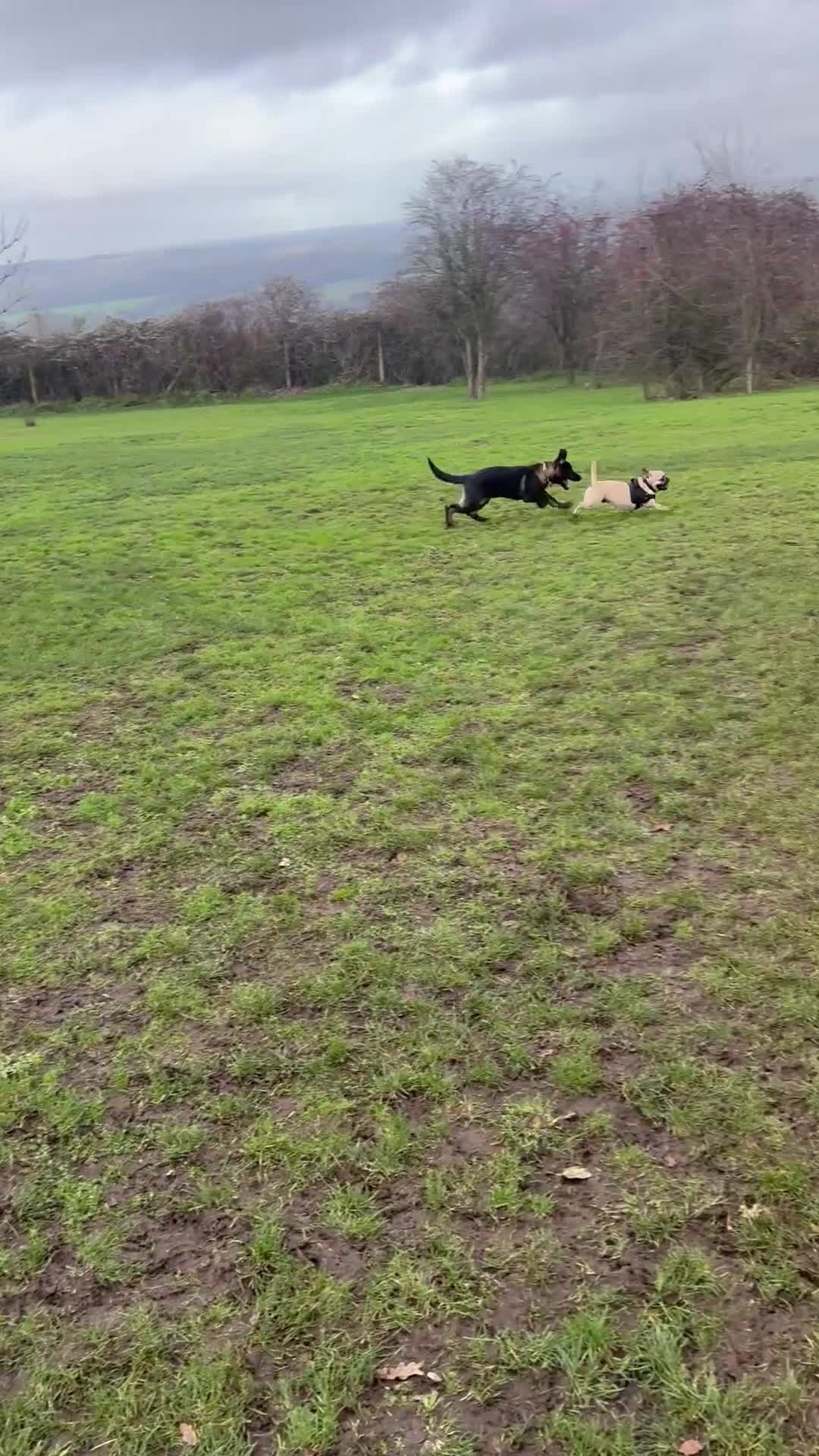 Frug dogs for sale: Frug  - Video 1