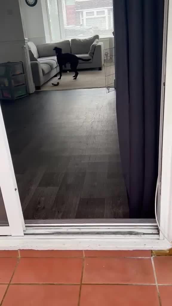 Springador dogs for sale: Bruno in Portsmouth - Video 1