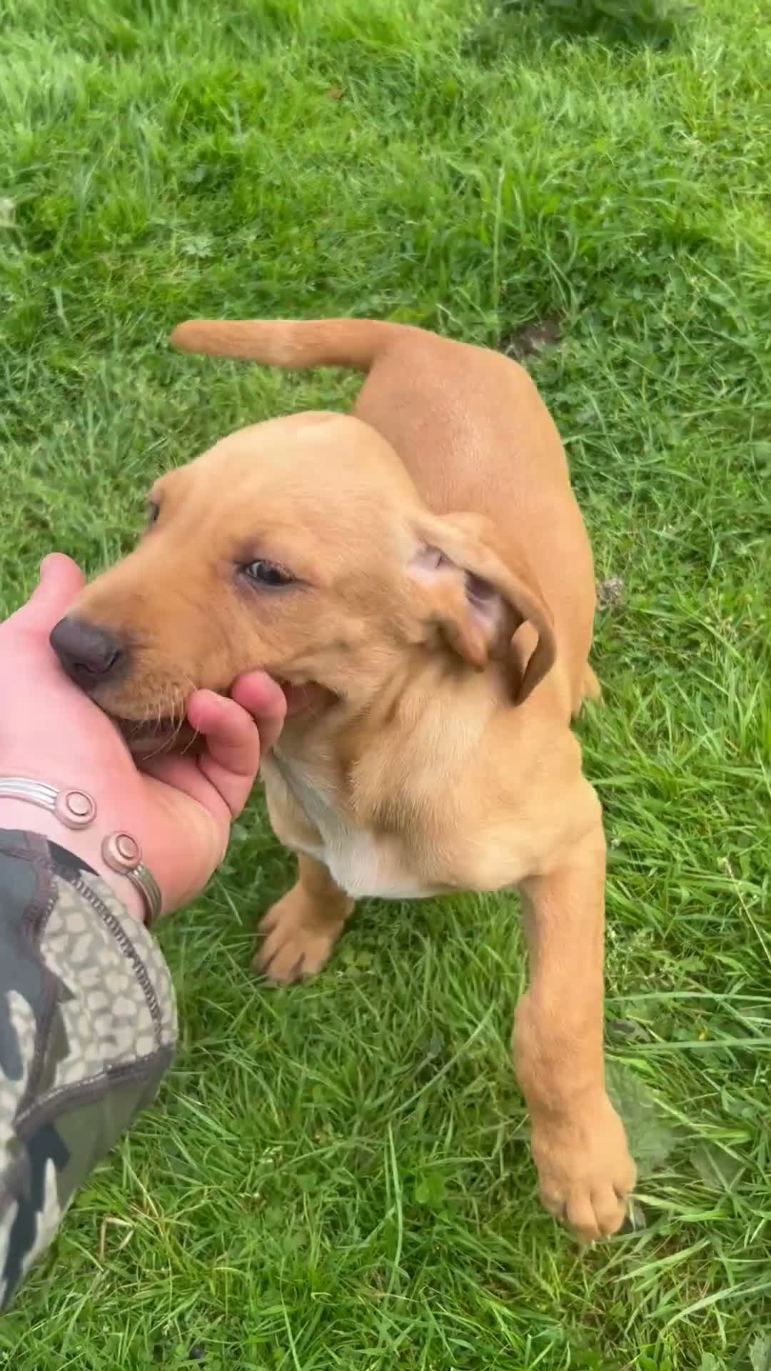 Mixed Breed dogs for sale: Hpr x lab puppies  - Video 4