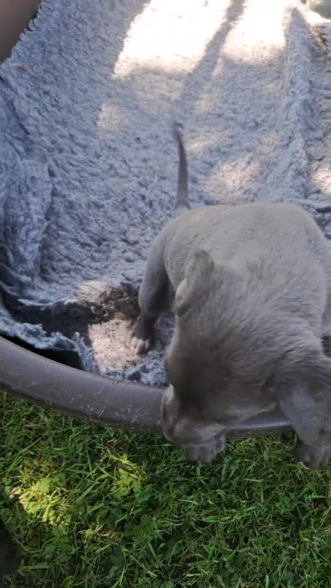Whippet dogs for sale: Rimrock Whippets - Video 3