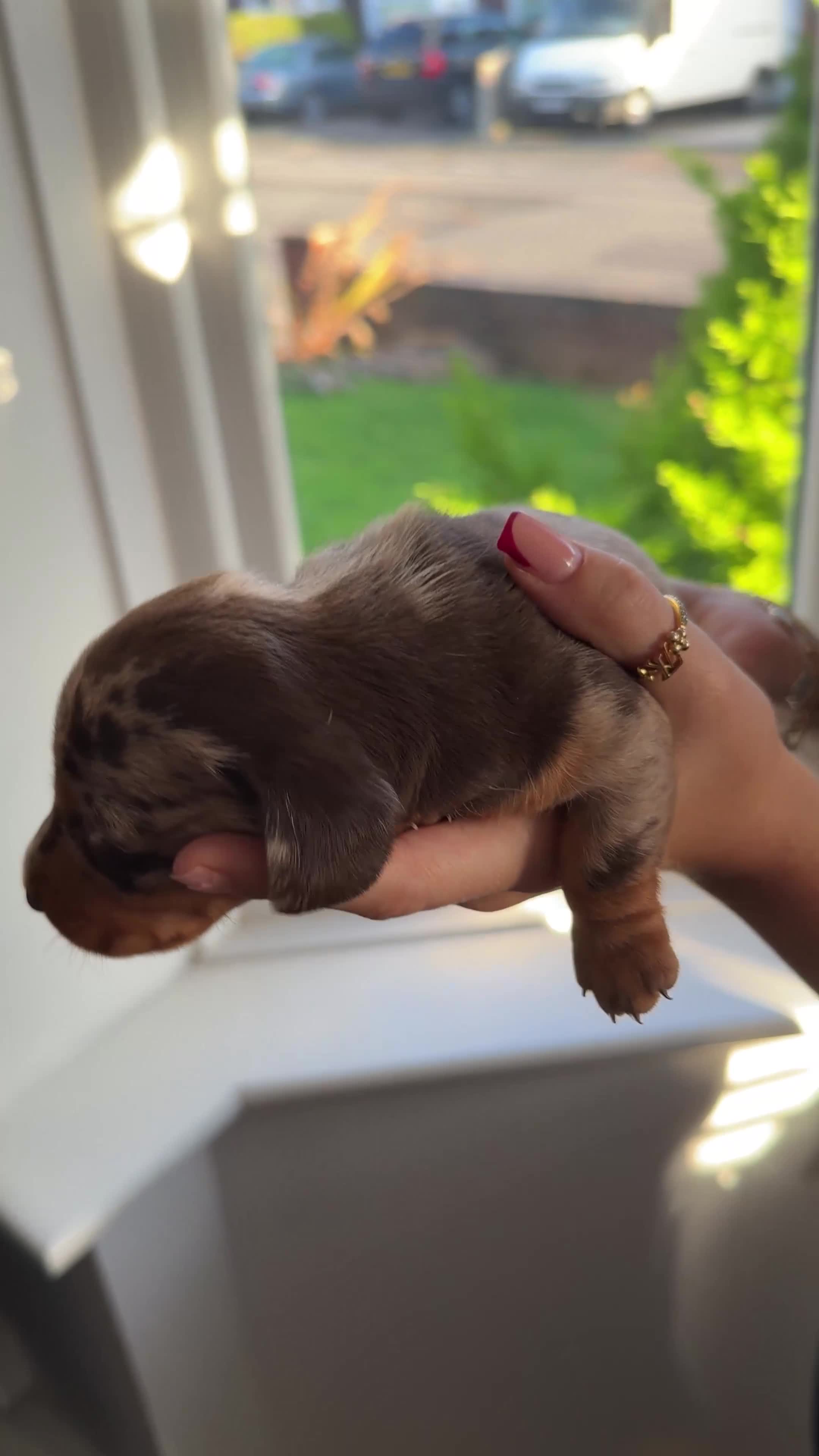 Miniature Dachshund dogs for sale: KC reg Miniature Dachshunds available 24thDecember - Video 2