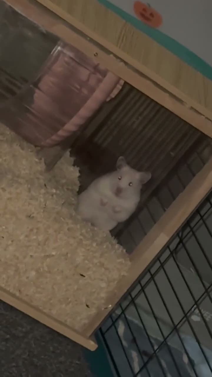 Hamster rodents for sale: Syrian hamster - Video 1