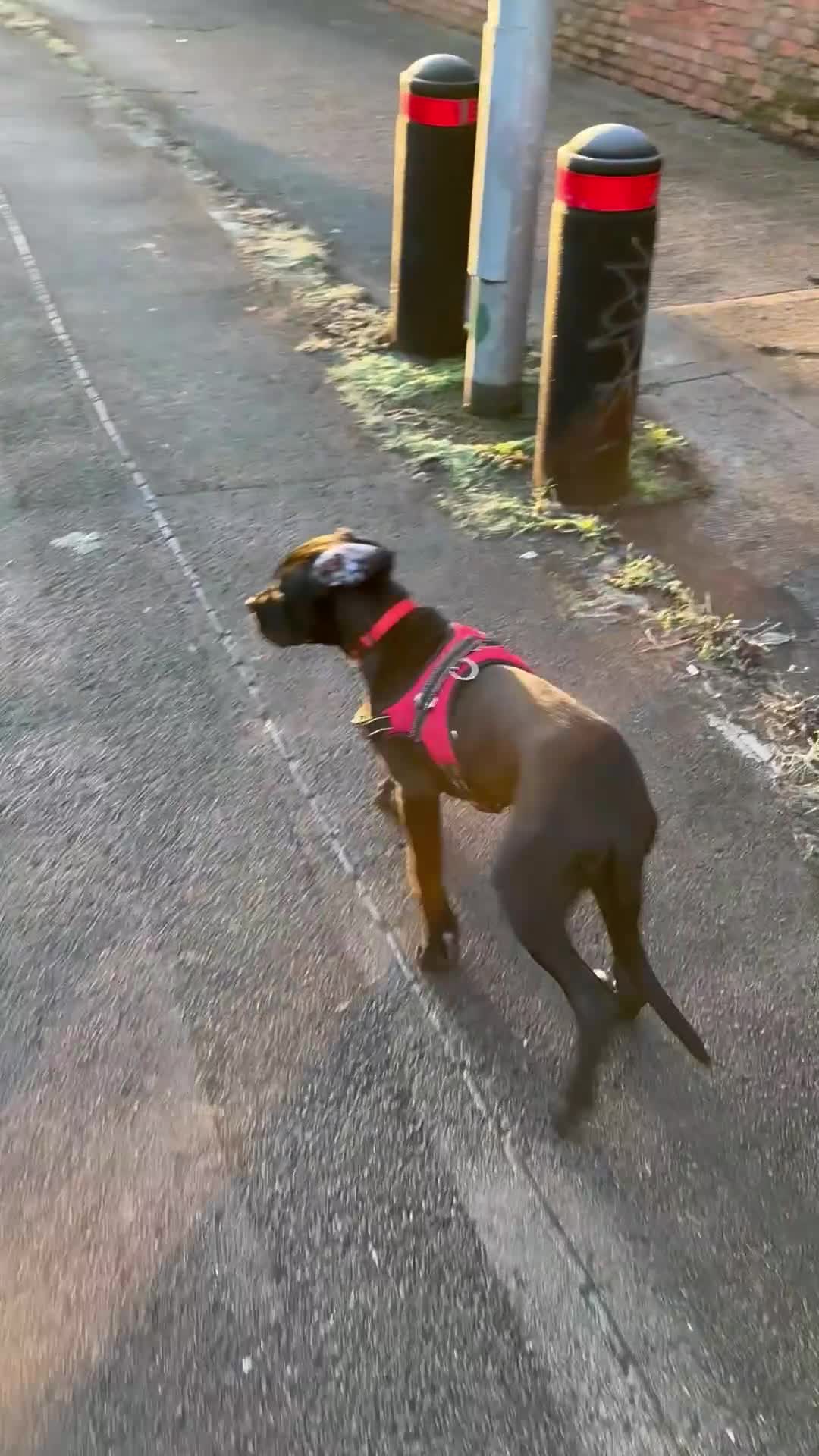 Cane Corso dogs for sale: Great Dane x cane corso  - Video 1