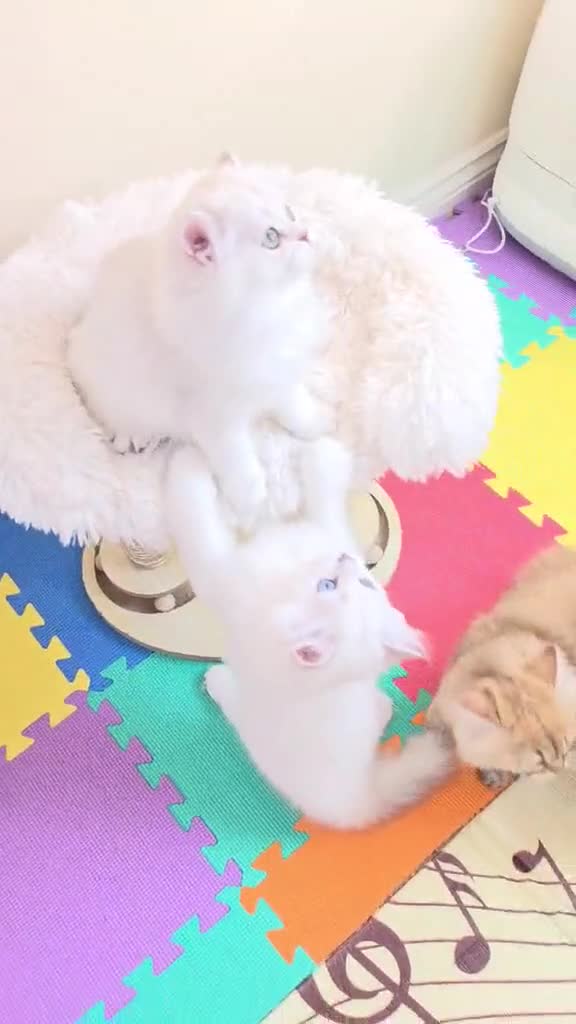 British Longhair cats for sale: British Longhair Kittens – Champion Lines ✨ - Video 3