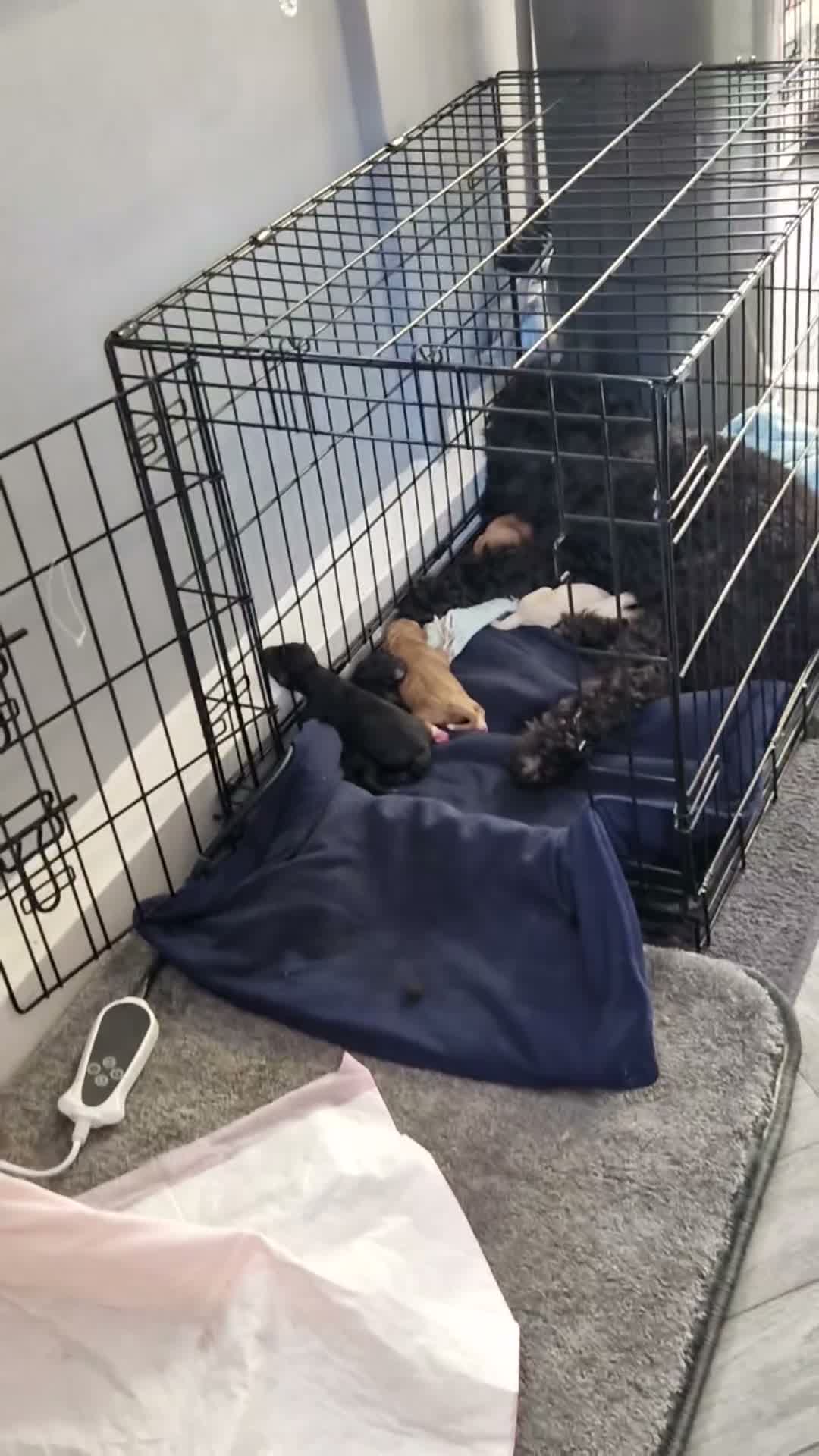 Cockapoo dogs for sale: Beautiful miniature/toy cockerpoos  in Huddersfield - Video 1