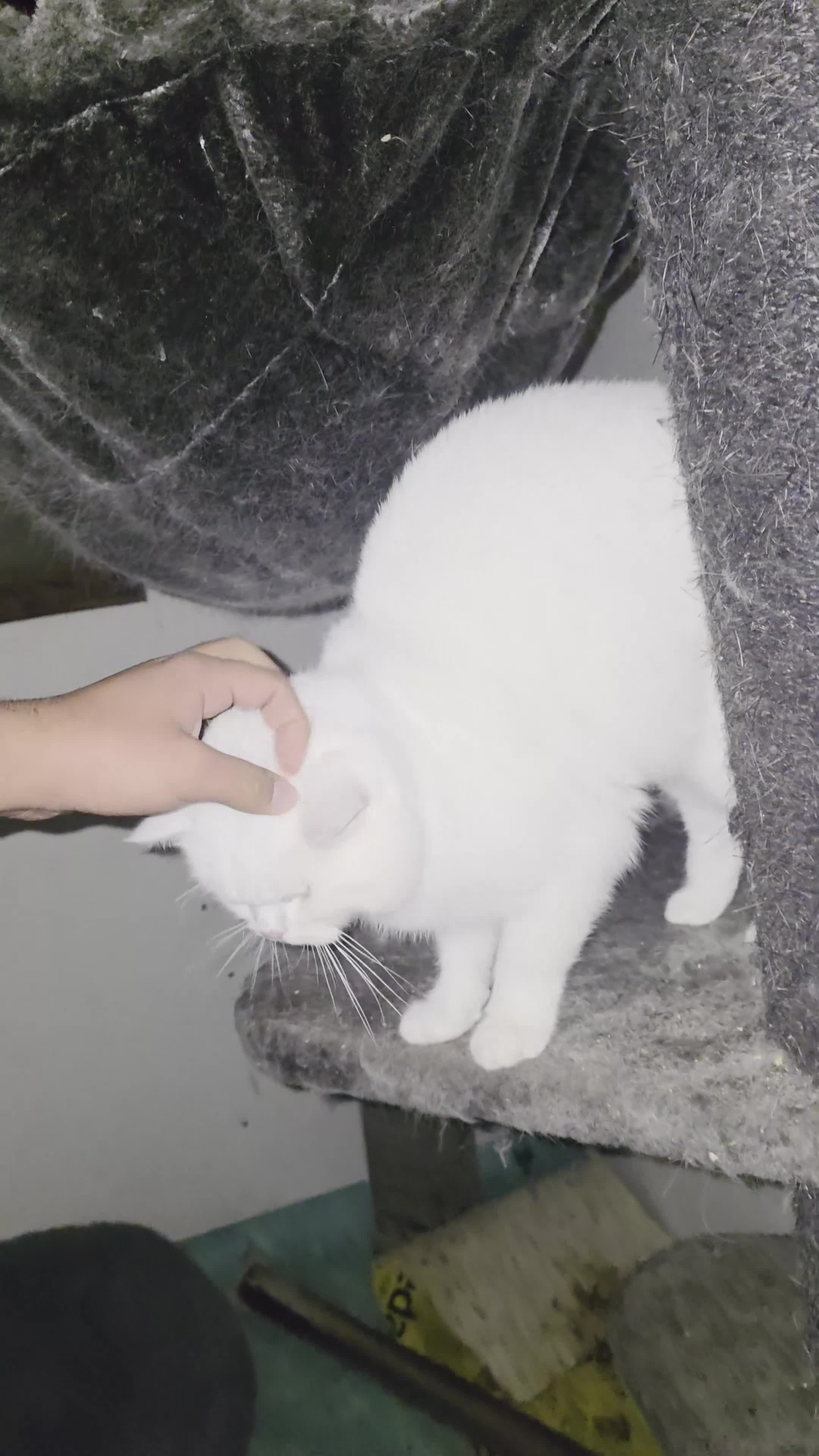 British Shorthair cats for sale: White British short hair - Video 1