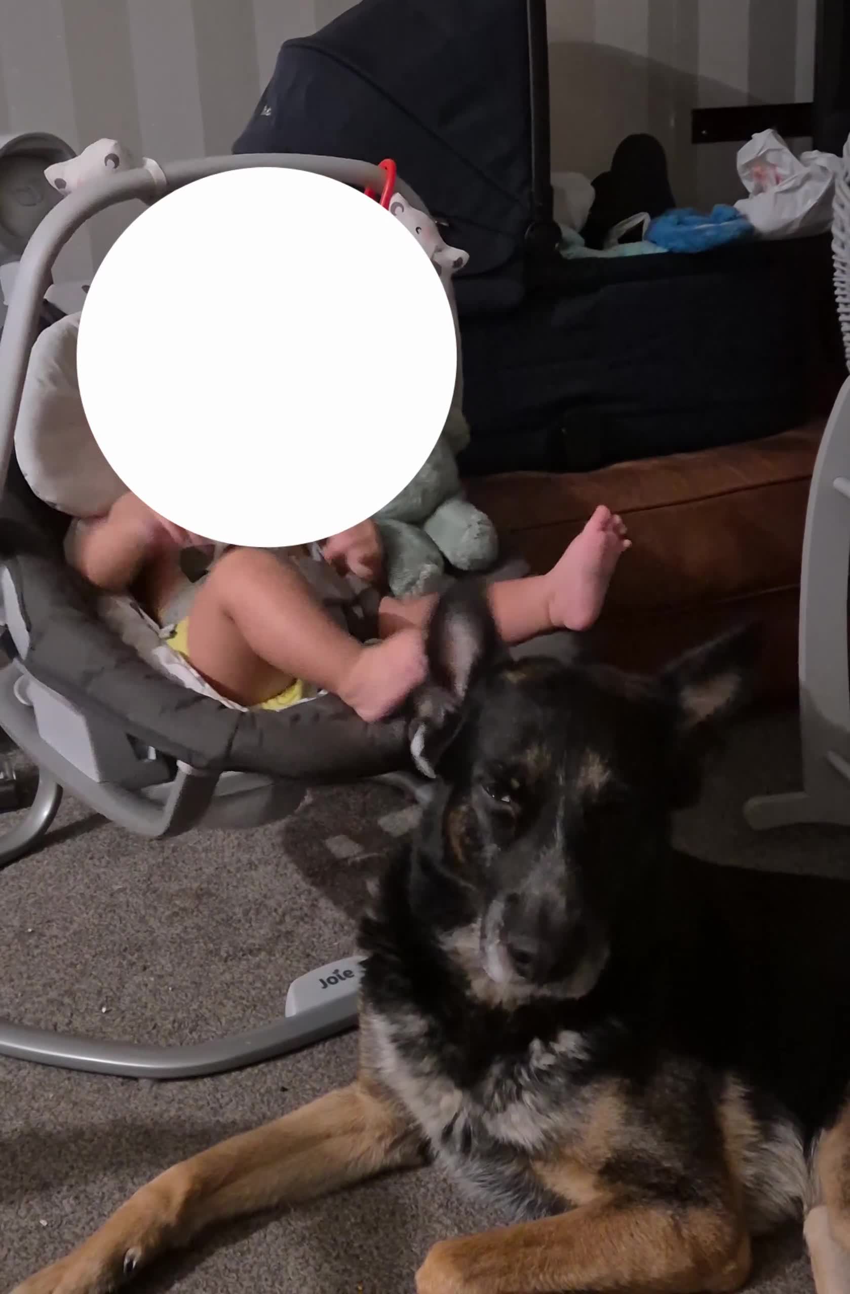 German Shepherd dogs for sale: Gsd x Rottweiler x Deerhound - Marley 💕 - Video 1