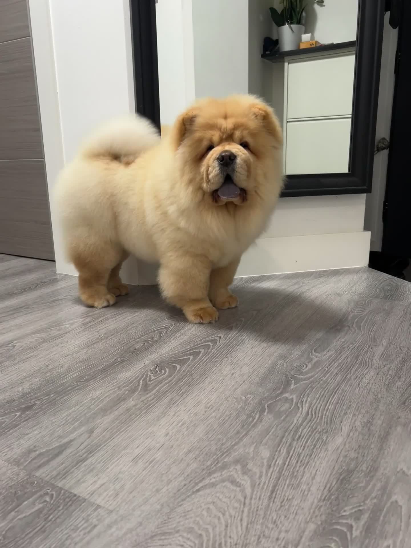 Chow Chow dogs for sale: 🧸🧸Beautiful litter of chow chow puppies🧸🧸 - Video 1