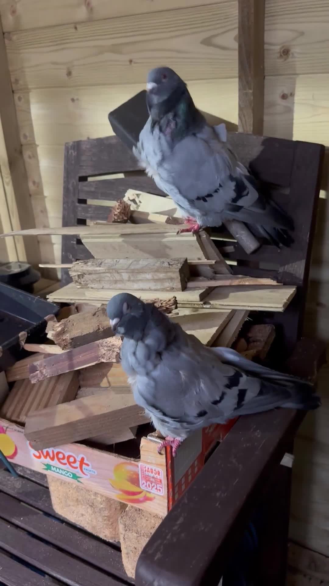 Pigeons birds for sale: Show quality Chinese owls Fancy pigeons  - Video 1