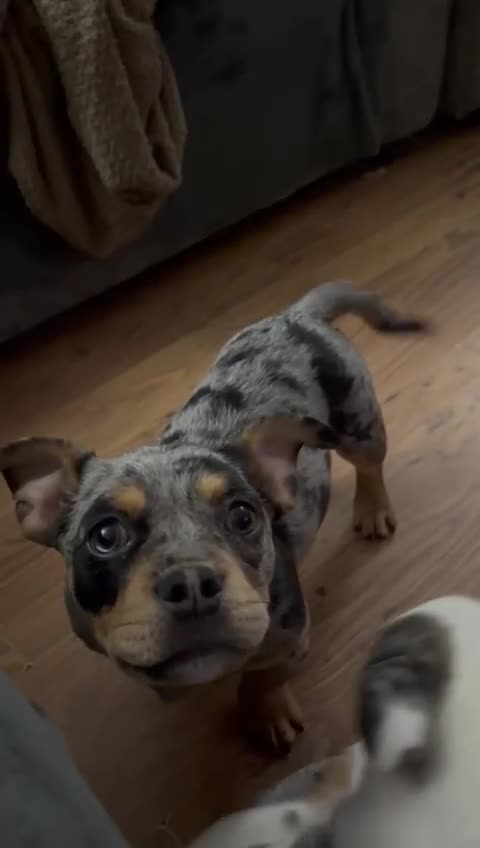 Mixed Breed dogs for sale: French bulldog x chihuahua and English bulldog  in Crawley - Video 1