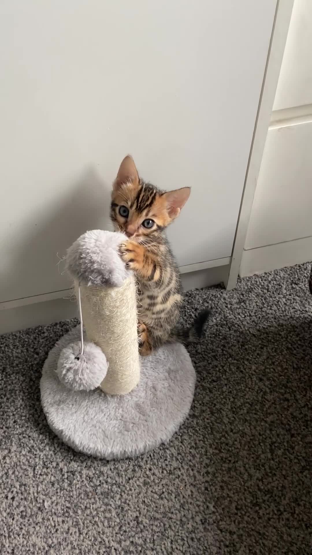 Bengal cats for sale: GCCF Registered Pedigree Kittens  in Huddersfield - Video 2