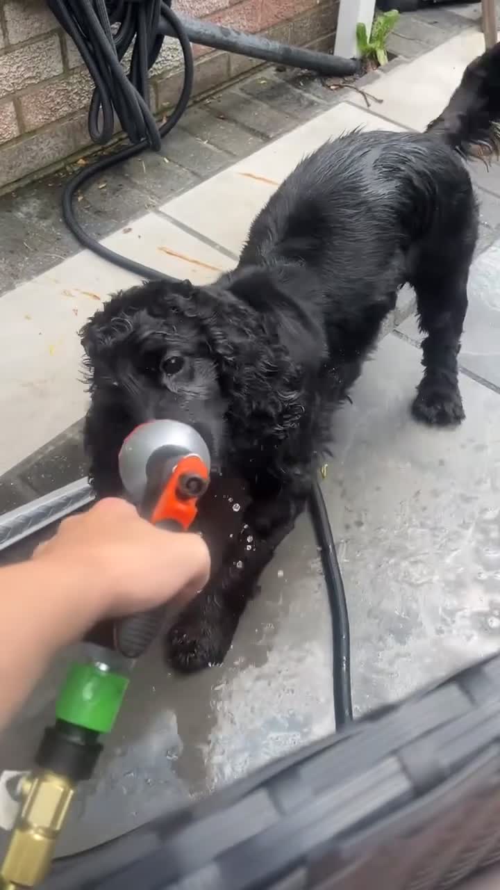 Cocker Spaniel dogs for sale: Nellie in Wilmslow - Video 2