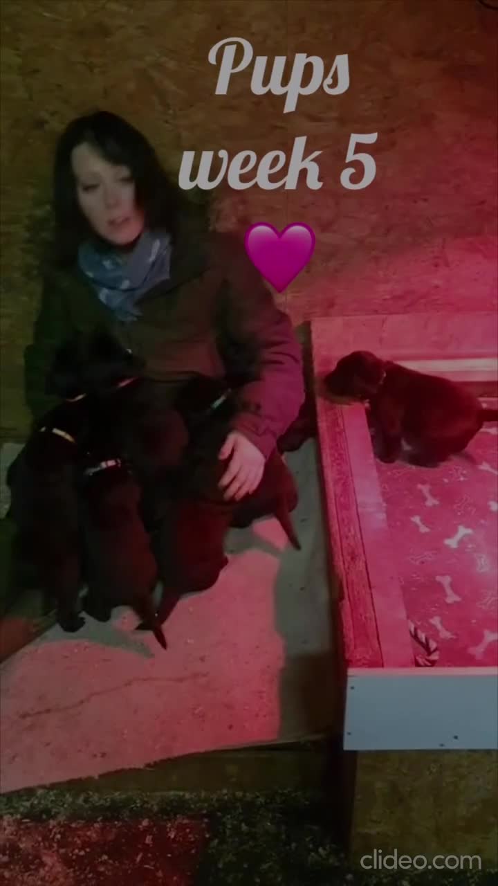 Labrador Retriever dogs for sale: 1 male Labrador puppy - Video 3