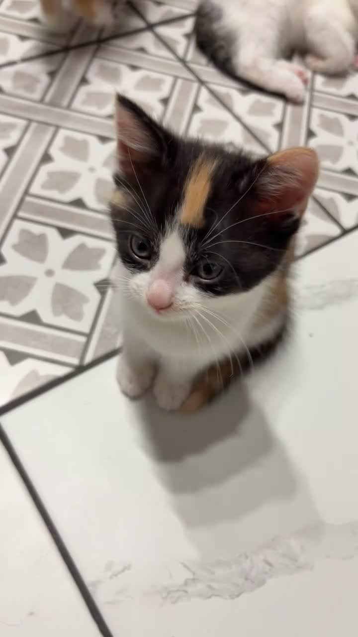 Mixed Breed cats for sale: *Ready to leave* Kittens for sale  - Video 2