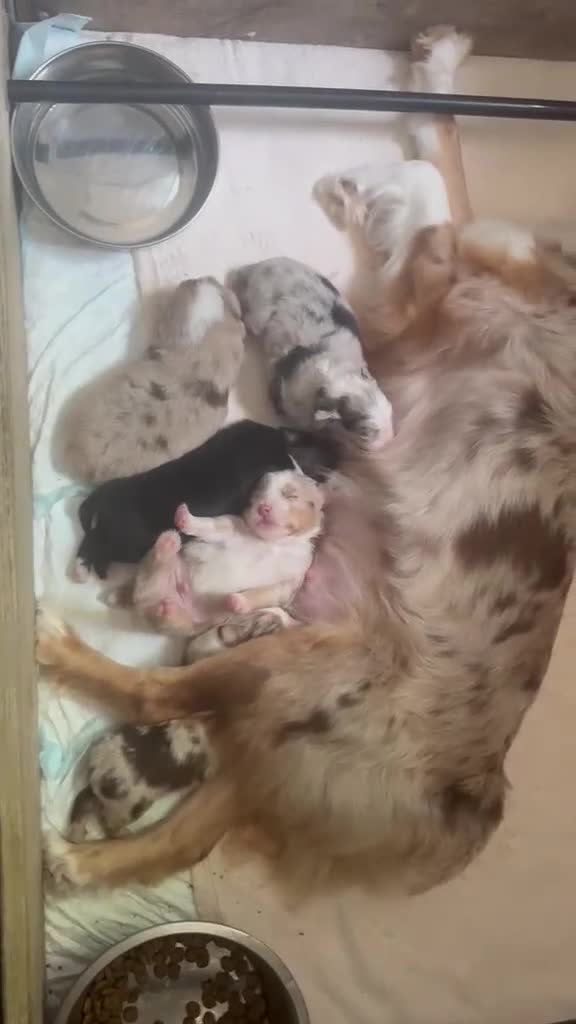 Miniature American Shepherd dogs for sale: ** 1 puppy left ** Mini American Shepherd Puppy - Video 2