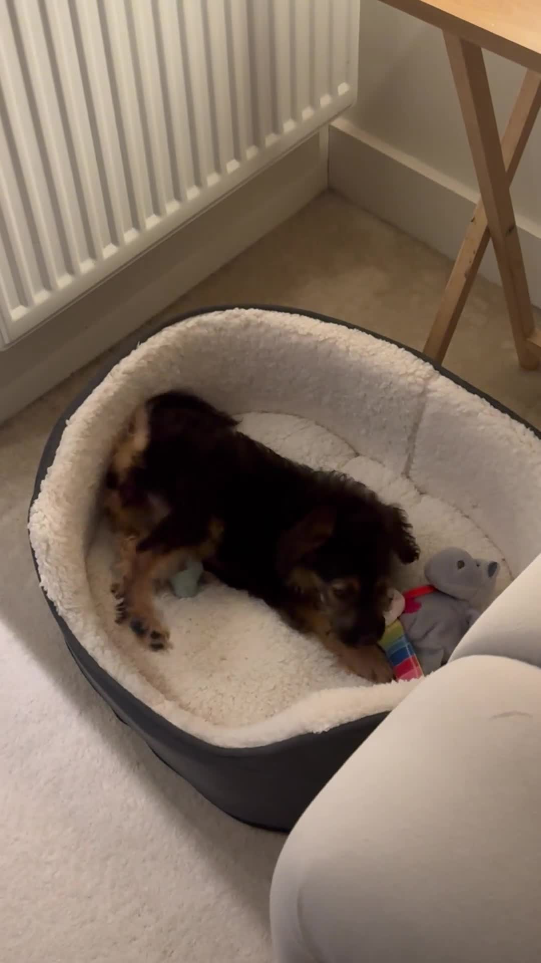 Cockapoo dogs for sale: Daisy  - Video 3