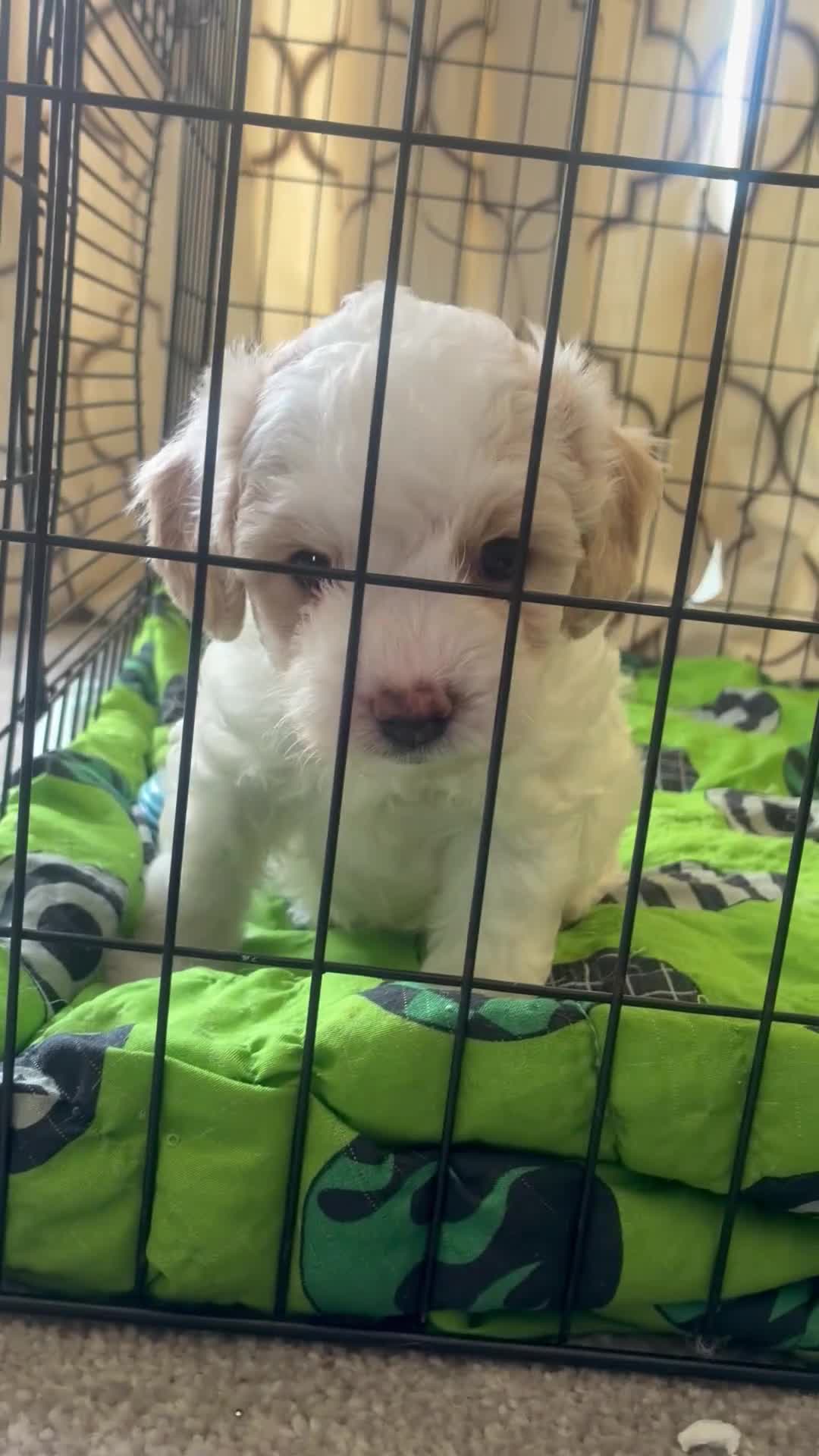 Mixed Breed dogs for sale: Little boy for sale  - Video 1