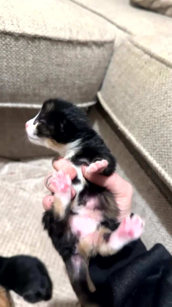 Mixed Breed cats for sale: Female calico kitten for sale - Video 1