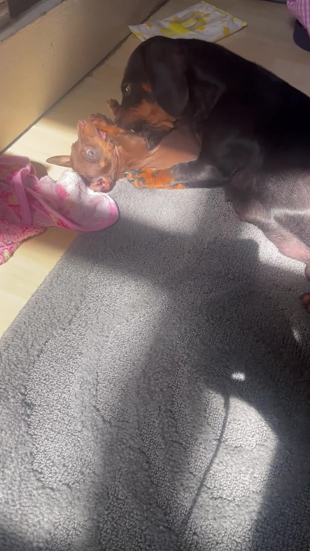 Dachshund dogs for sale: Mini Dachshunds - Video 1