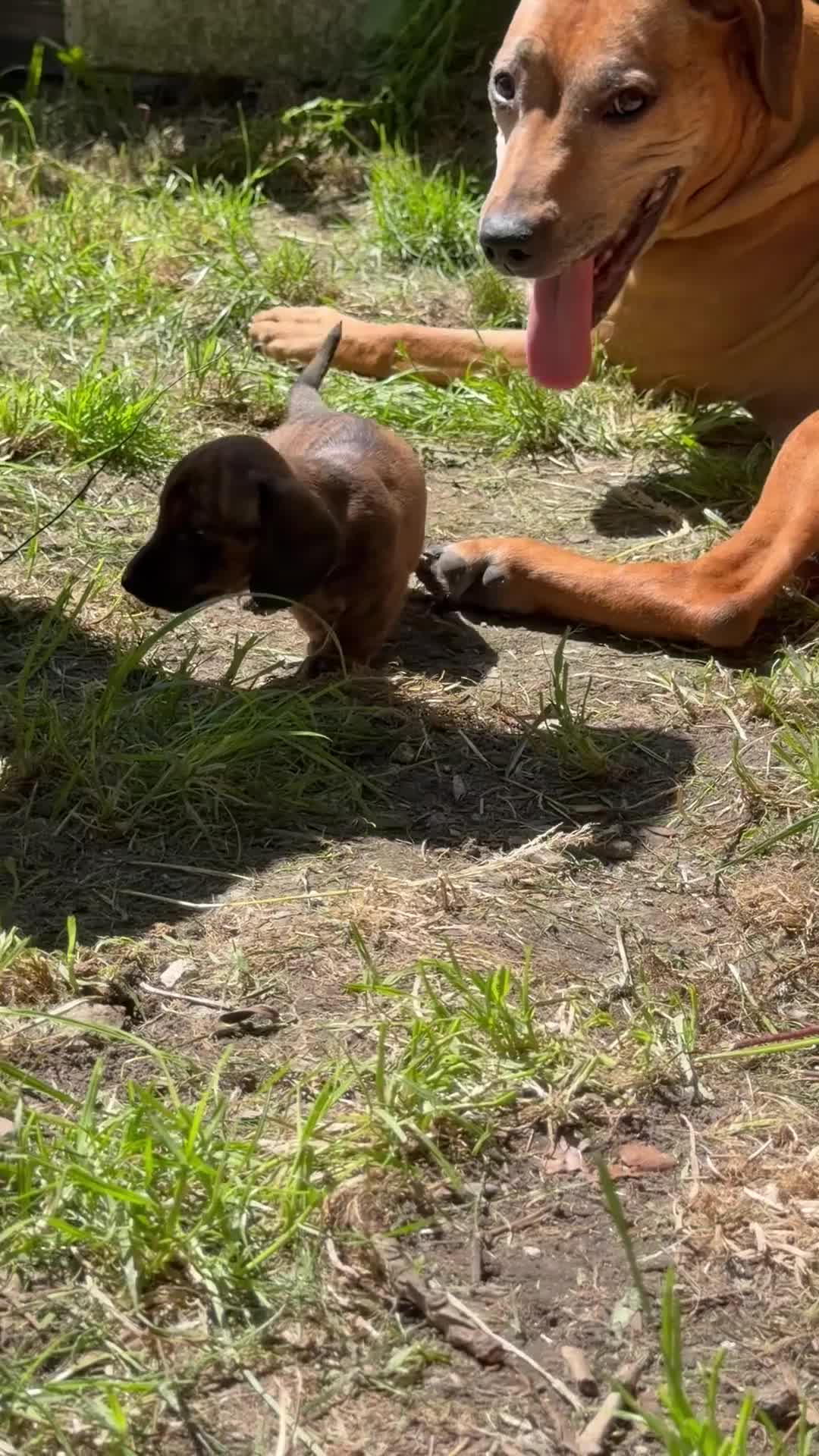 Miniature Dachshund dogs for sale: KC reg miniature smooth dachshund in Warminster - Video 1