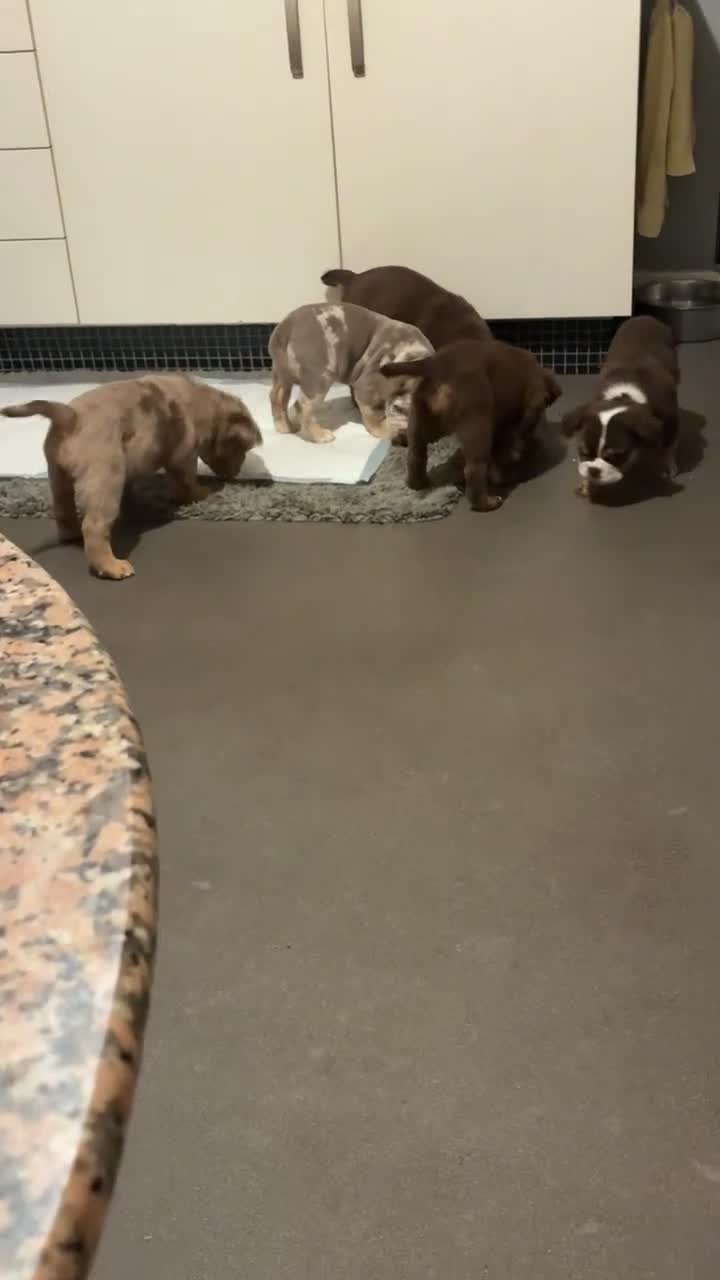 Mixed Breed dogs for sale: FLUFFY OLD TYME ENGLISH BULLDOG  - Video 2