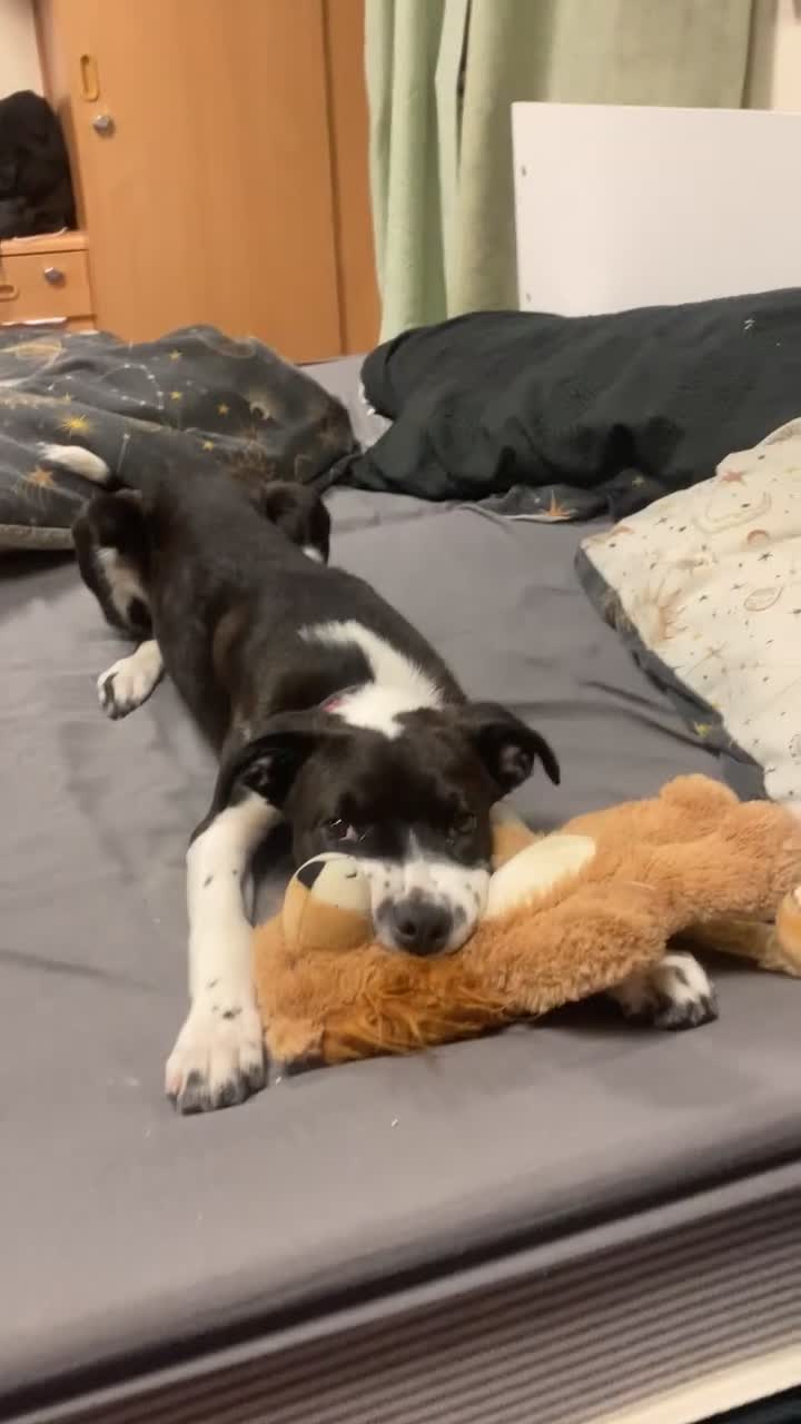 Mixed Breed dogs for sale: Nova  - Video 1