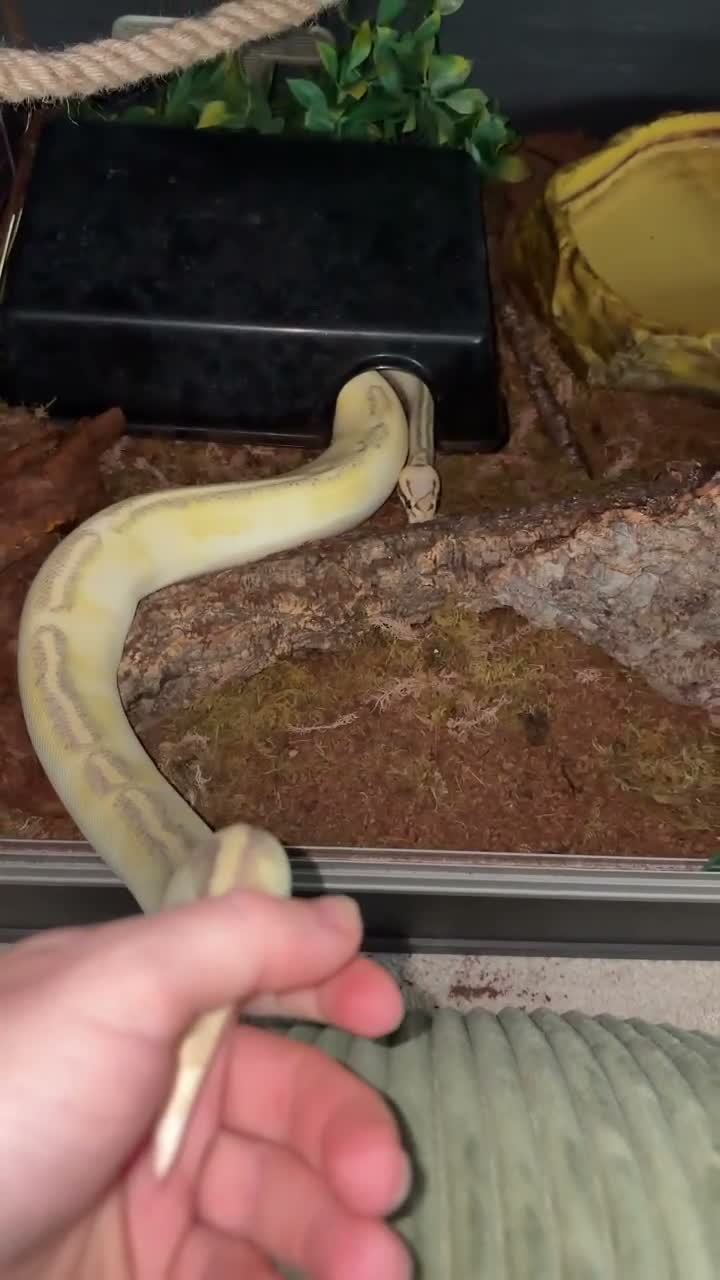 Python Snake reptiles for sale: ball python + full setup  - Video 1