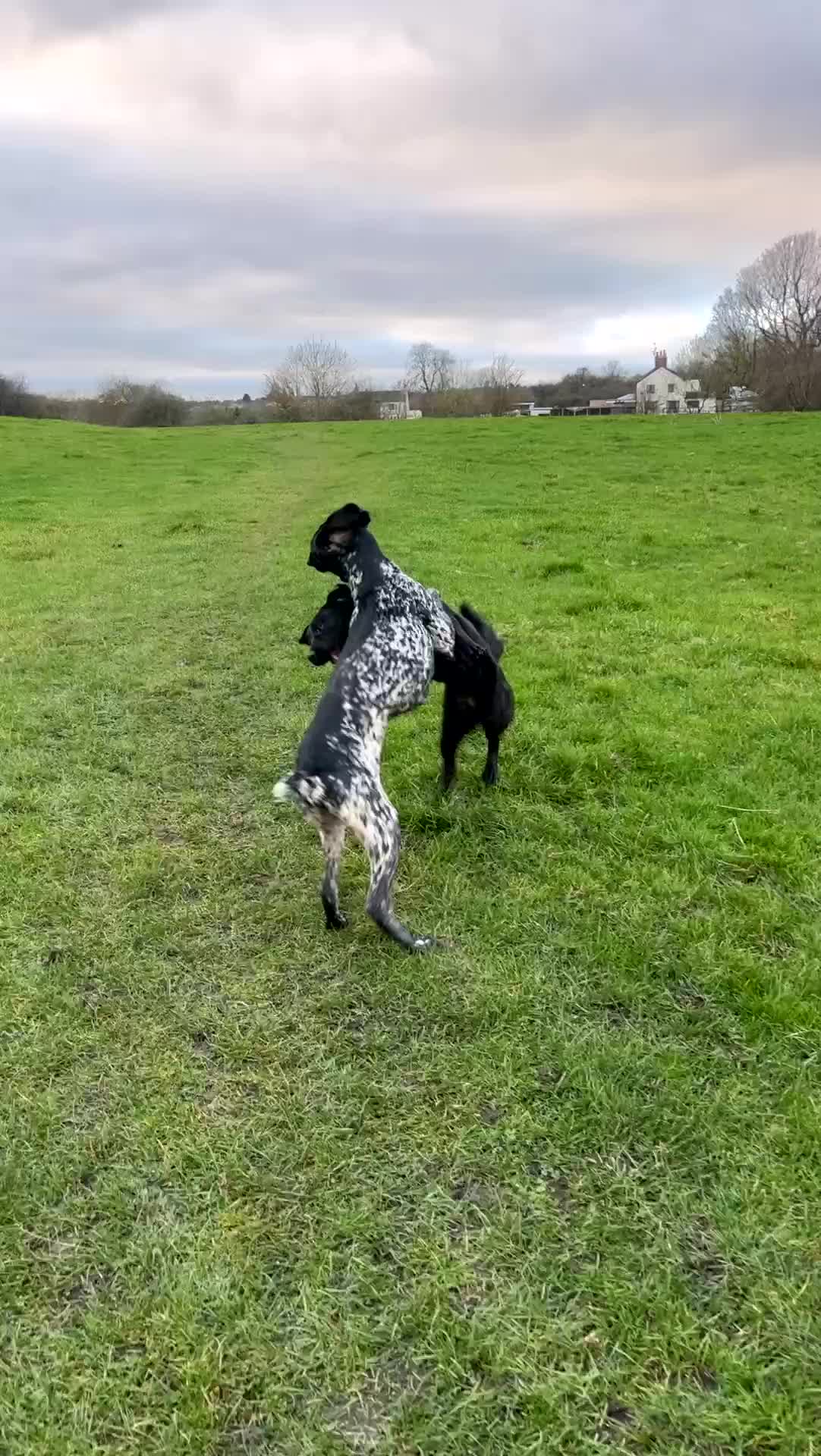 Labrador Retriever dogs for sale: Betty two year old Labrador type girl  - Video 1