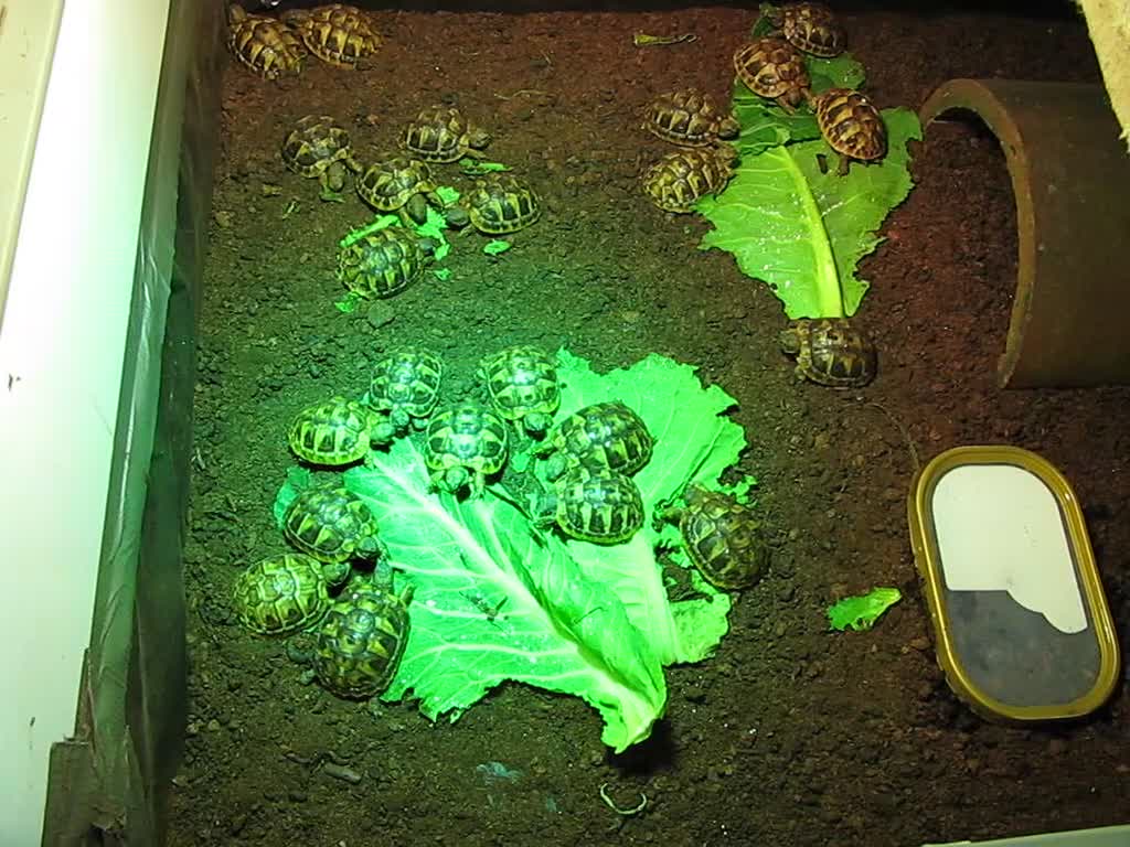 Hermann Tortoise reptiles for sale: Baby Hermann & Spur-thigh Tortoises for sale - Video 1