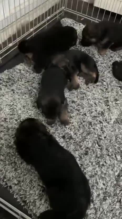 German Shepherd dogs for sale: German shepherd puppy - Short Coat, Long Coat - Video 1