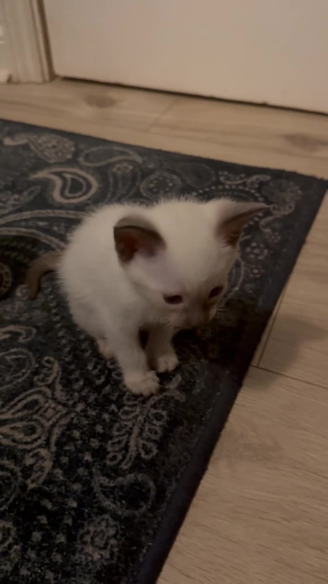 Siamese cats for sale: Beautiful Siamese females  - Video 2