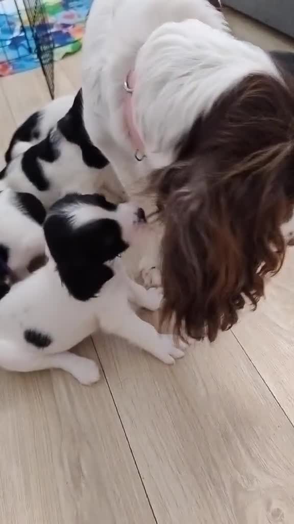 English Springer Spaniel dogs for sale: 🐶 Chunky Springer Spaniel Puppies for Sale! 🏡 - Video 1