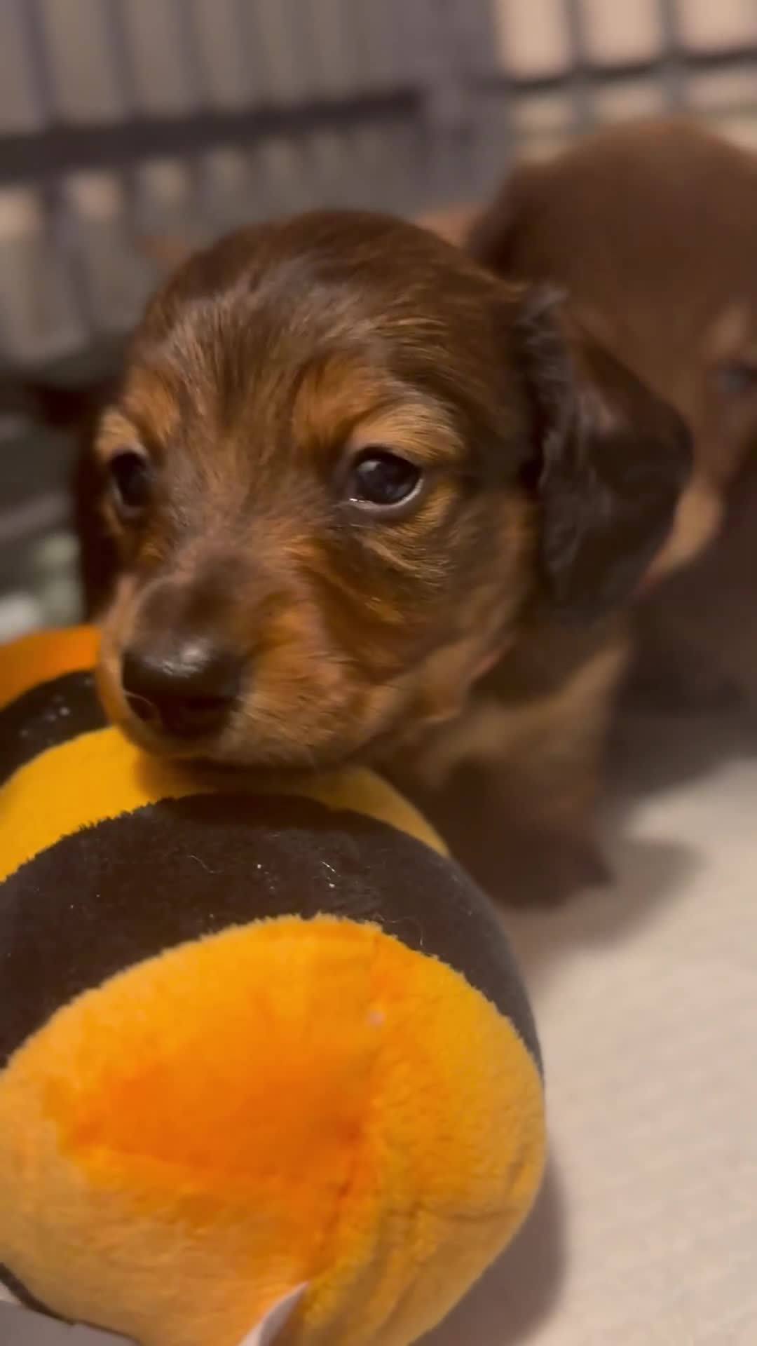 Miniature Dachshund dogs for sale:  Long haired miniature dachshund litter  - Video 1