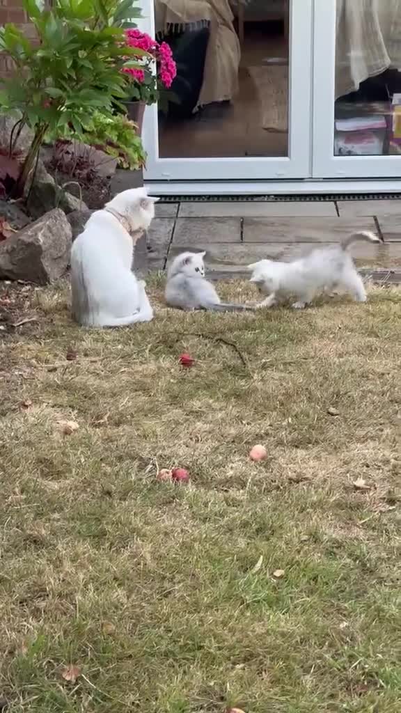 British Shorthair cats for sale:  Gorgeous British Shorthair Silver Shaded Kittens  - Video 1