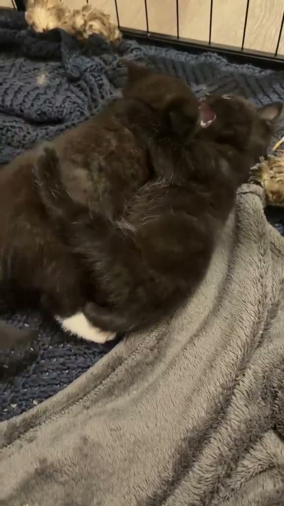 British Shorthair cats for sale: British short hair x domestic grey short hair  - Video 2