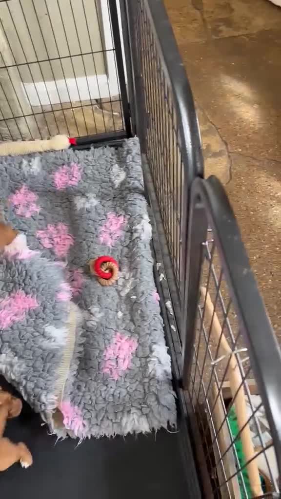 Cocker Spaniel dogs for sale: KC REGISTERED COCKER SPANIEL PUPPIES  - Video 1