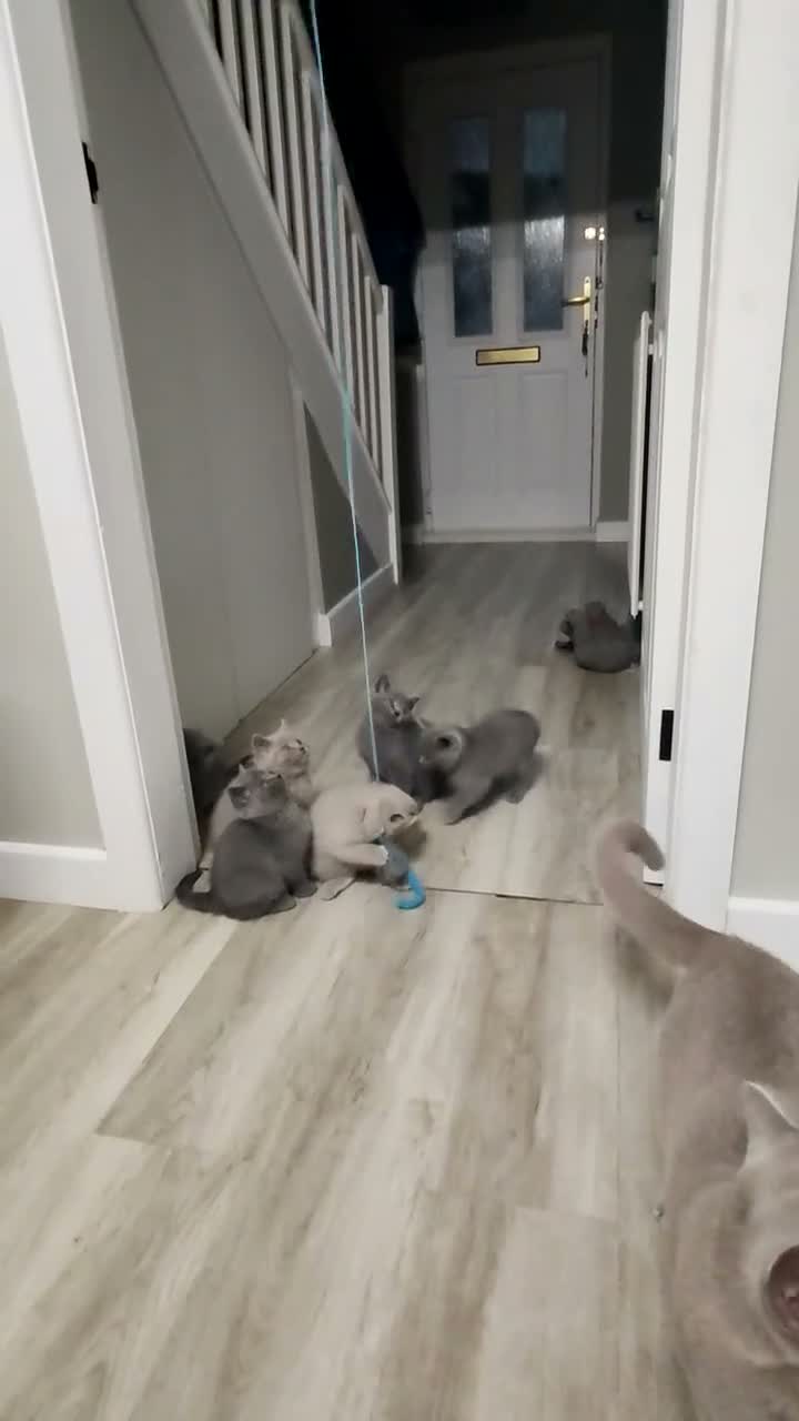 British Shorthair cats for sale: British shorthair kittens  - Video 5