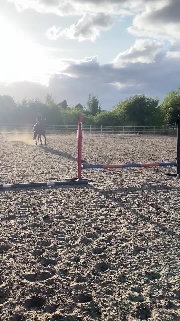 Irish Thoroughbred horses for sale: Freddy measuring between 15.2 and 15.3 - Video 2