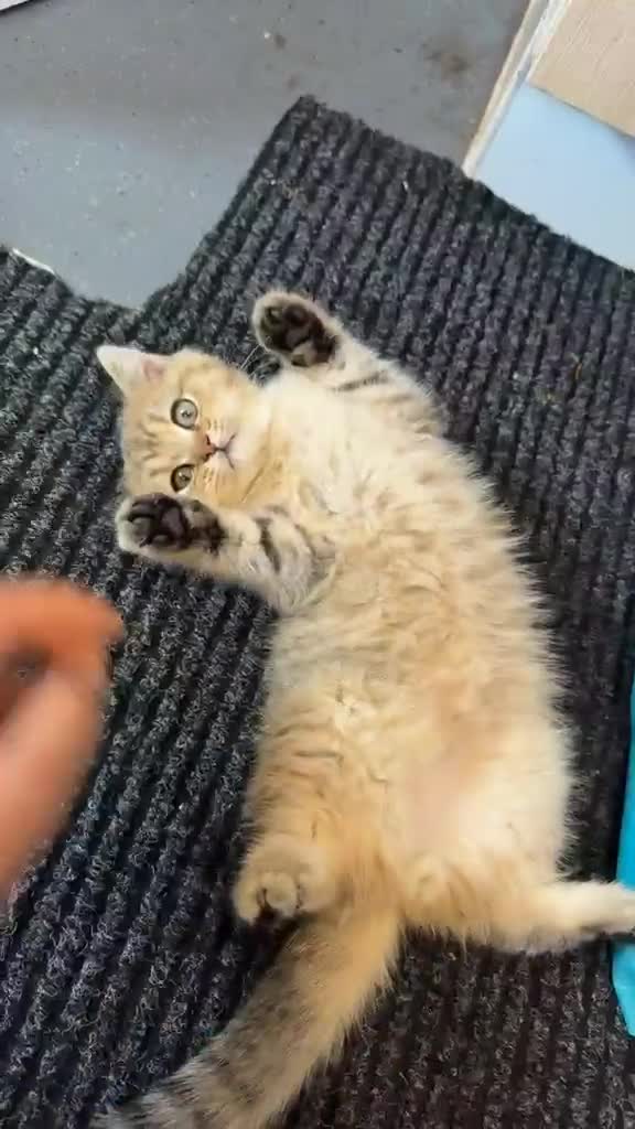 British Shorthair cats for sale: British Shorthair cats - Video 4