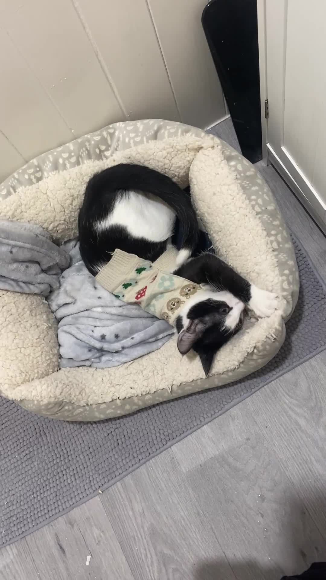 Domestic Shorthair cats for sale: 4/5 month kitten  - Video 2