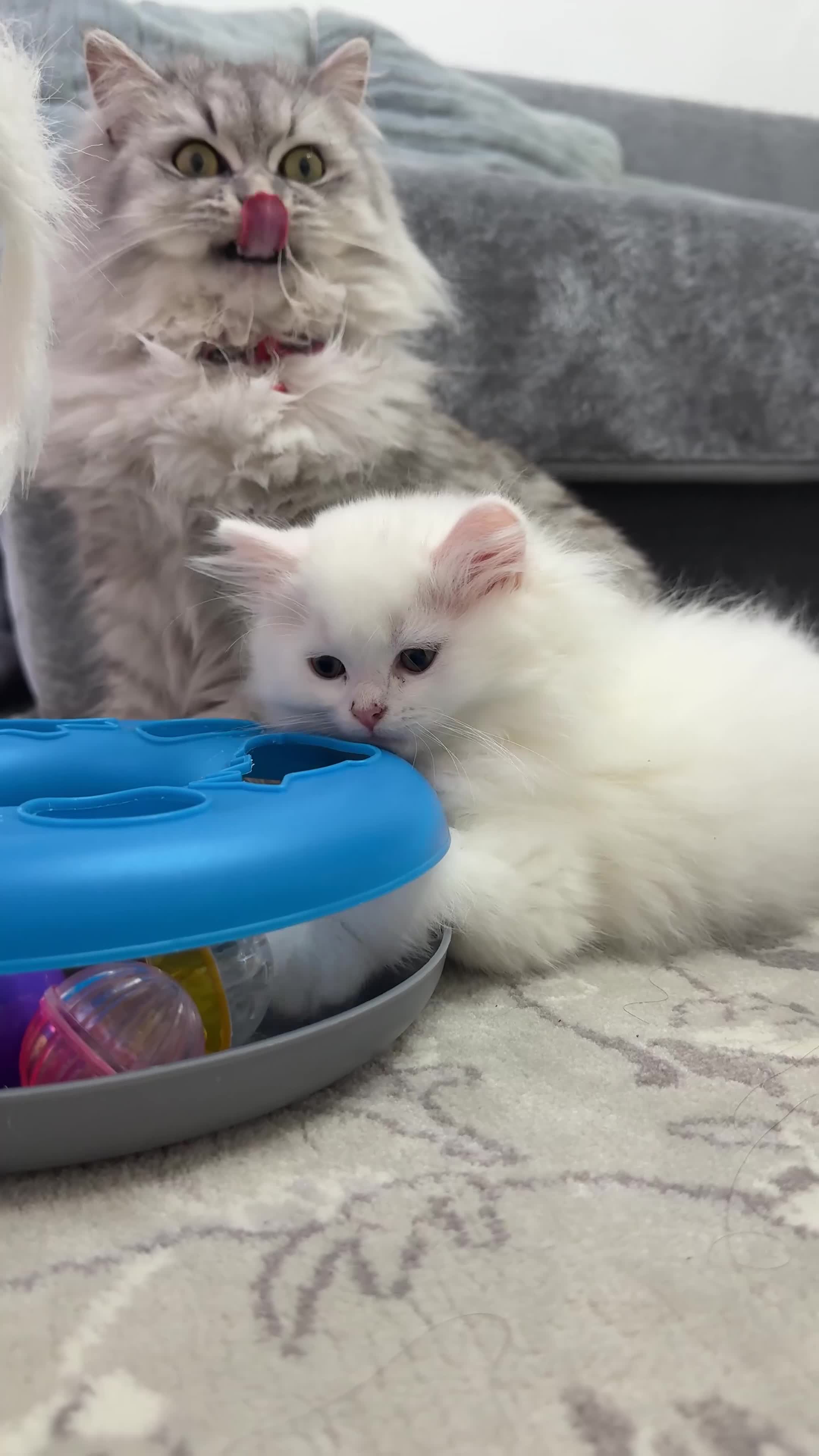 Mixed Breed cats for sale: Persian & Turkish Angora 1 boy 1 girl 9 weeks  - Video 4