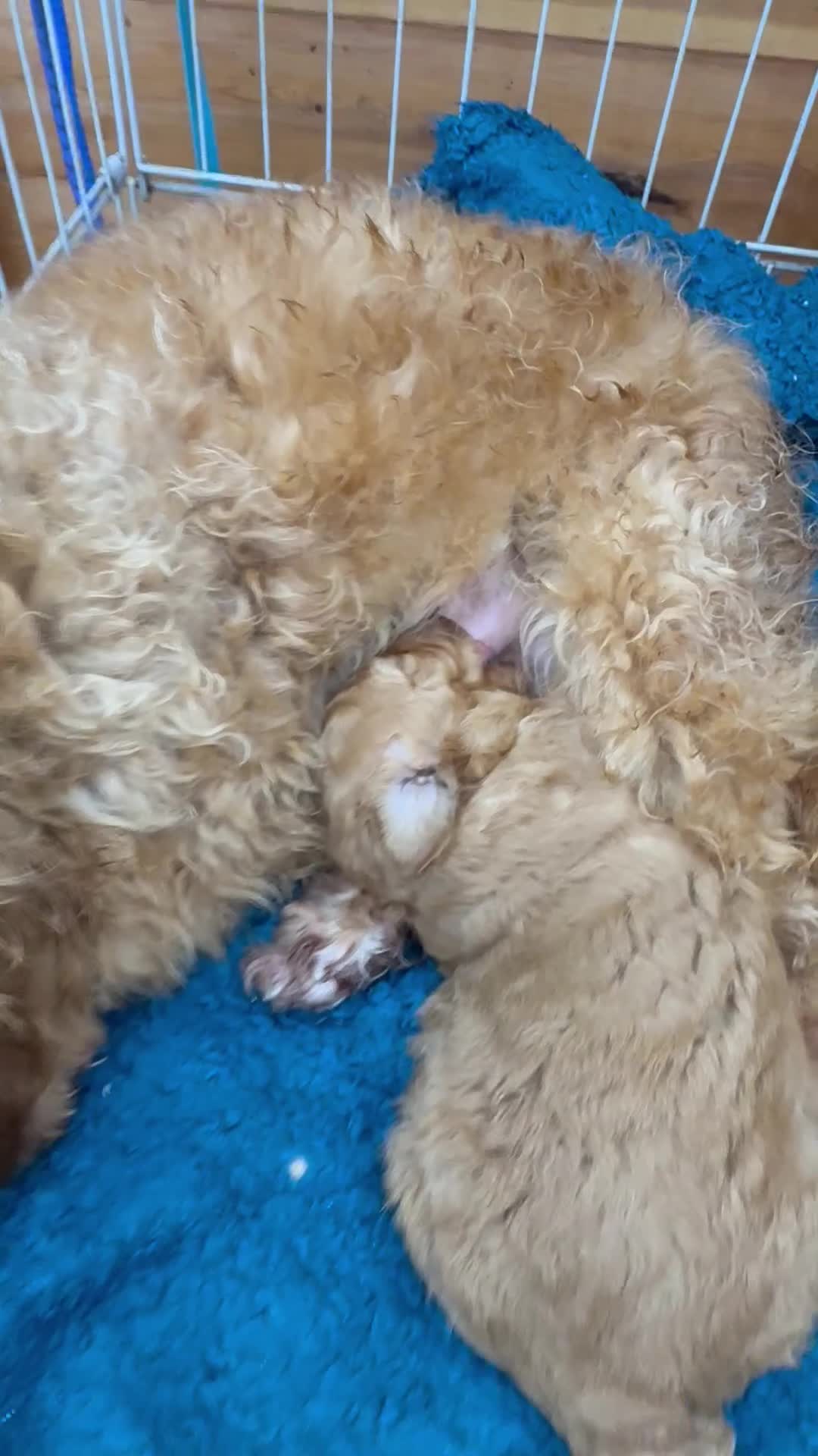 Maltipoo dogs for sale: Malti poo male puppy for sale  - Video 1