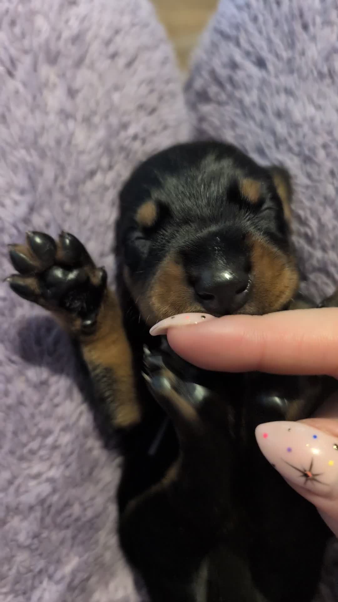 Dobermann dogs for sale: Doberman puppies  - Video 1