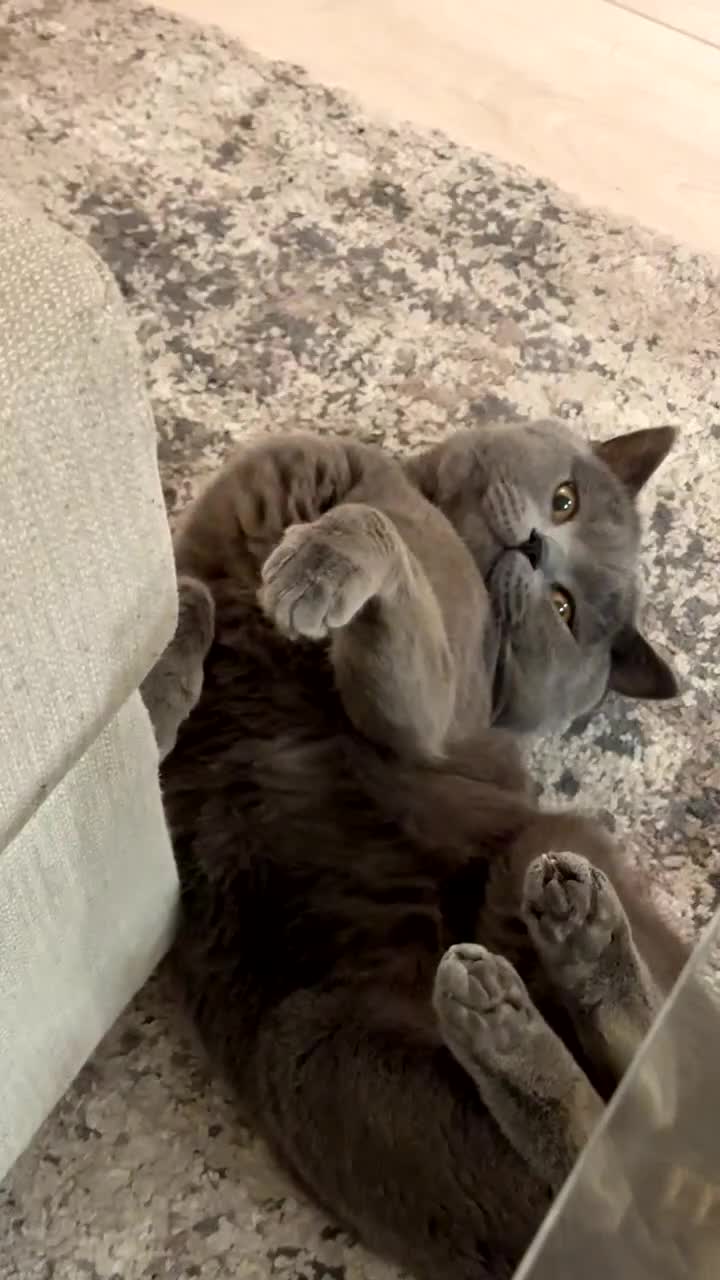 British Shorthair cats for sale: Male Cat for Sale - Video 3