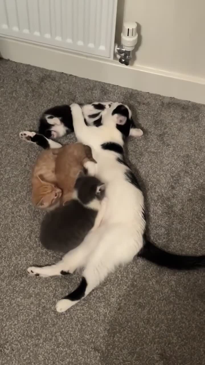 Domestic Shorthair cats for sale: Adorable domestic shorthair kittens  - Video 3