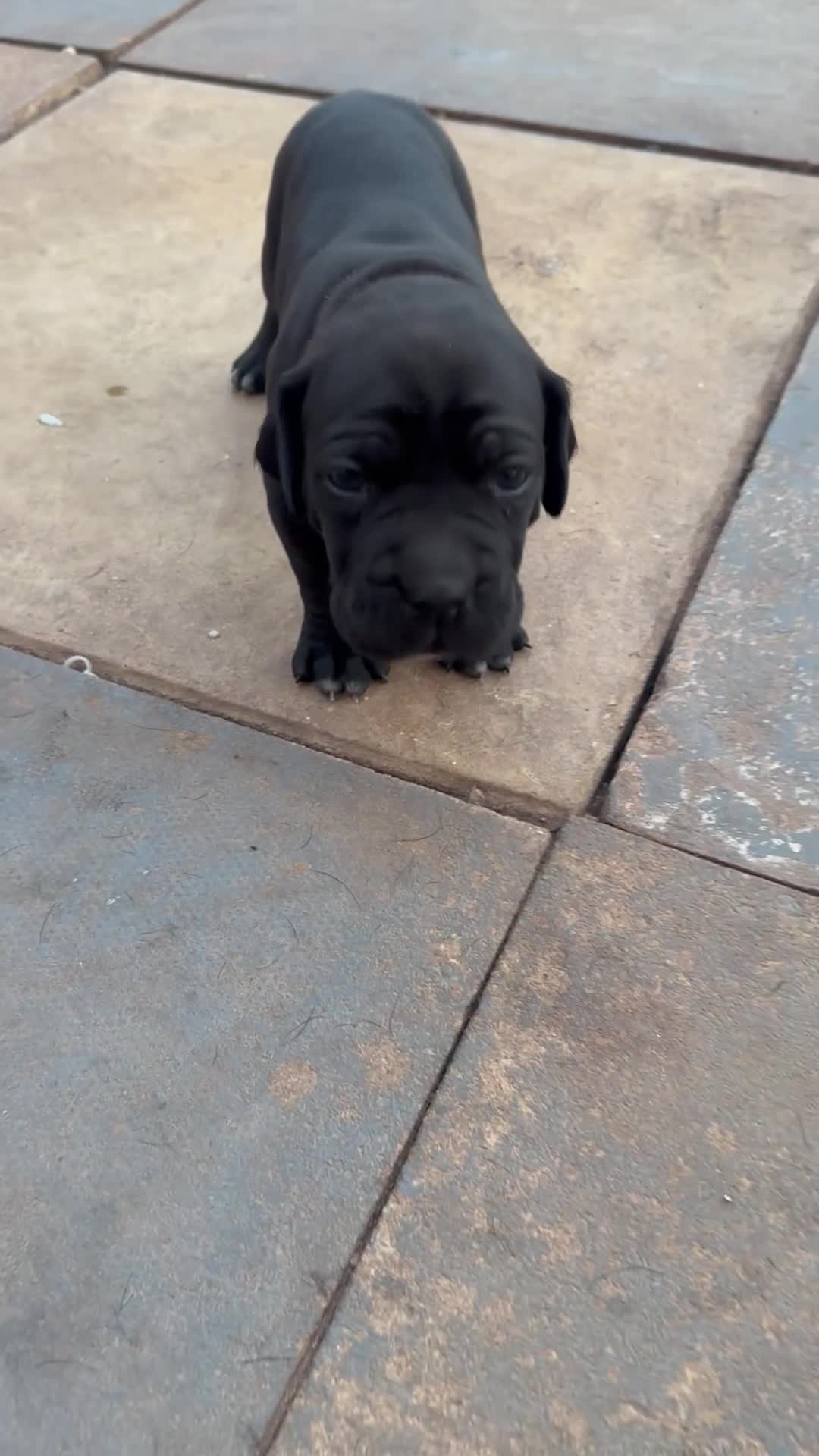 Cane Corso dogs for sale: Cane corso puppies  in Bilston - Video 2